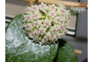 Hoya parasitica 'Heart Leaves Splash' (Flowers) - Currlin Orchideen