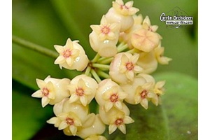 Hoya scortechinii 'White Flowers' (Flowers) - Currlin Orchideen