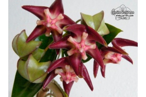 Hoya sp. PNG SV 416 - Currlin Orchideen