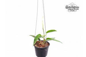 Hoya sp. PNG SV 416 - Currlin Orchideen
