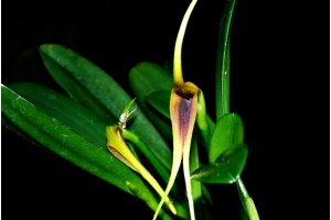 masdevallia-maculata-gro