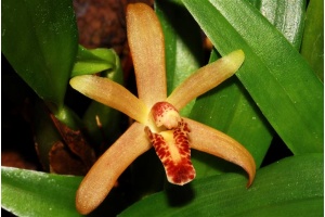 maxillaria rufescens currlin orchideen