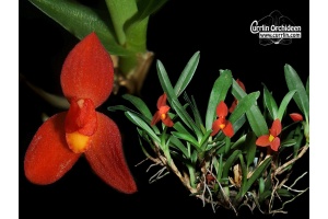 Maxillaria sophronitis - Currlin Orchideen