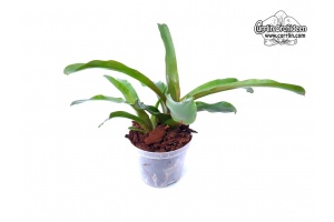 Neoregelia Fireball - Currlin Orchideen