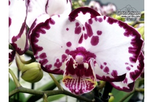 Phalaenopsis LECO Purple Edge (Currlin Orchideen)