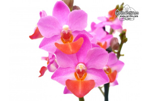 Phalaenopsis Liu's Cute Angel von Currlin Orchideen