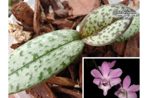 phalaenopsis pulcherrima var  marmorata currlin orchideen