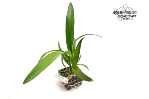 Procatavola Jairak Green Star 'Cute' - Currlin Orchideen