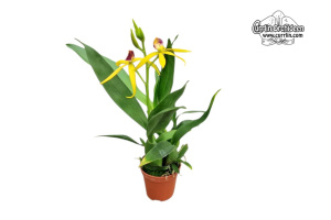 Prosthechea Goldstern - Currlin Orchideen