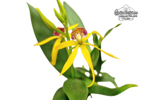 Prosthechea Goldstern - Currlin Orchideen