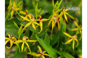 Prosthechea Goldstern - Currlin Orchideen