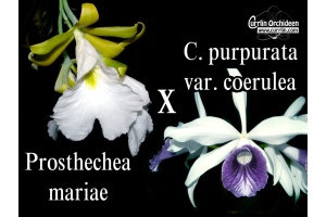 Cattleychea Pink Marie (Prosthechea mariae x Cattleya purpurata coerulea) - Currlin Orchideen