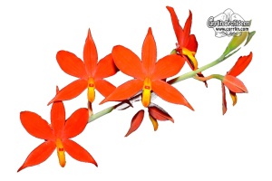 Prosthechea vitellina (Flowers) - Currlin Orchideen