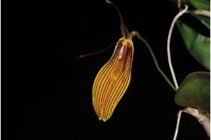 restrepia brachypus currlin orchideen
