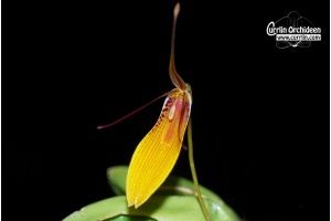 Restrepia brachypus Yellow von Currlin Orchideen
