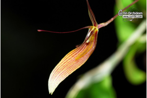 Restrepia trichoglossa von Currlin Orchideen