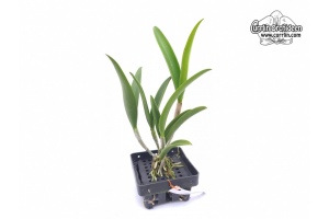 Rhynchobrassoleya Jairak Cornue (Habitus) - Currlin Orchideen