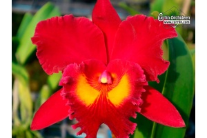 Rhyncholaeliocattleya Sanyung Ruby - Currlin Orchideen