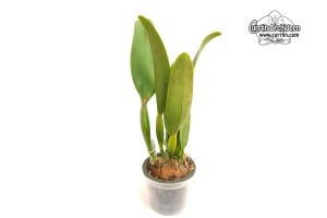 Rhyncholaeliocattleya Sanyung Ruby (Habitus) - Currlin Orchideen