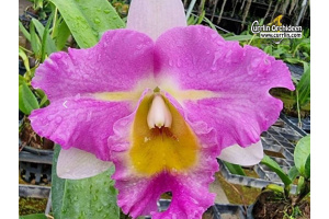 Rhyncholaeliocattleya STK Song - Currlin Orchideen