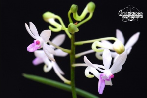 seidenanda ucho currlin orchideen 1