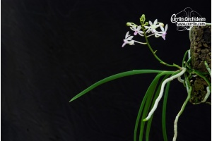 seidenanda ucho habitus currlin orchideen 1