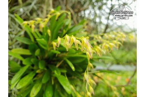 specklinia grobyi2 currlin orchideen