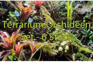 terrarium-orchideen-set 6x currlin orchideen