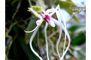 Thrixspermum leucarachne - Currlin Orchideen