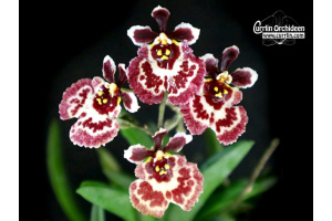 Tolumnia Jairak Firm 'Butterfly' - Currlin Orchideen
