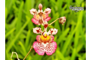 Tolumnia JK Flyer 'No. 642' - Currlin Orchideen