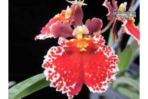 Tolumnia JK Flyer Red Spread - Currlin Orchideen