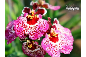 Tolumnia JK Rainbow Strawberry - Currlin Orchideen
