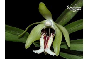 vanda cristata currlin orchideen