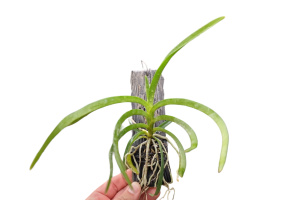 Vanda denisoniana x falcata (Habitus) - Currlin Orchideen