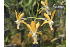 Vanda denisoniana x falcata - Currlin Orchideen
