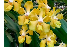 Vanda Gnana Kumar (Vanda dearei x denisoniana) - Currlin Orchideen