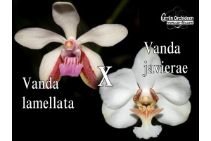 Vanda lamellata x javierae (Currlin Orchideen)