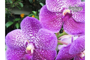 Vanda Robert's Delight 'Blue' - Currlin Orchideen