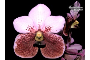 Vanda sanderiana - Currlin Orchideen