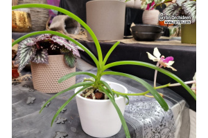 Vanda Whytethorne Charm (Habitus) - Currlin Orchideen
