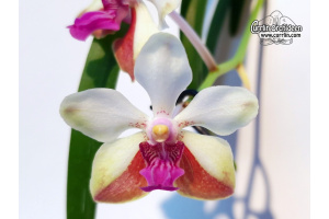 Vanda Whytethorne Charm - Currlin Orchideen