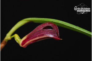 zootrophion atropurpureum currlin orchideen