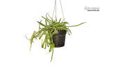 Hoya acicularis 'Mutate' (Habitus) - Currlin Orchideen