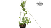Hoya crassipetiolata 'Long Splash Leaves' (Habitus) - Currlin Orchideen