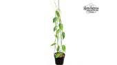 Hoya mariae (Habitus) - Currlin Orchideen